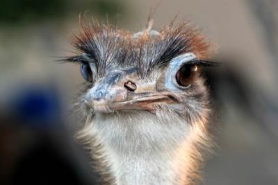 Ostrich