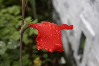 Dew Drops glued to the petals