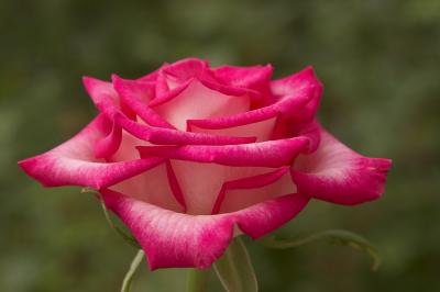 Count my petals