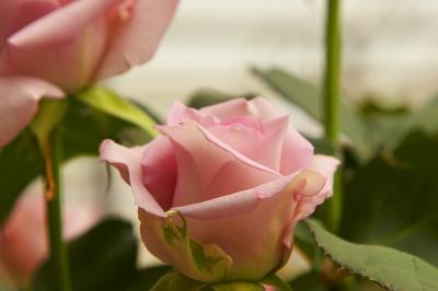 Pink Pretty Please