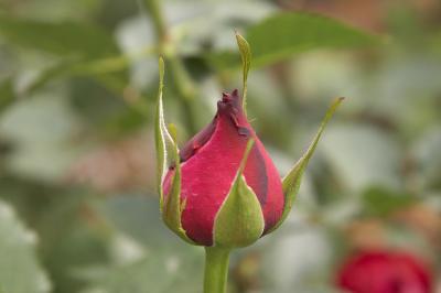 I'm waiting to bloom