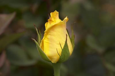 When will I bloom