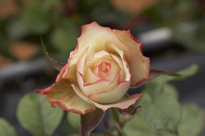 I'm a Rose