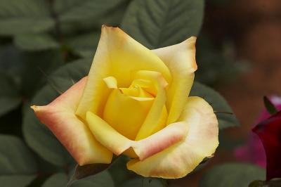 I've started to bloom