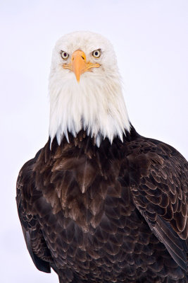 Bald Eagles of Homer, Alaska