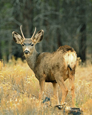 Bryce Canyon Mule Deer 0029AW.jpg