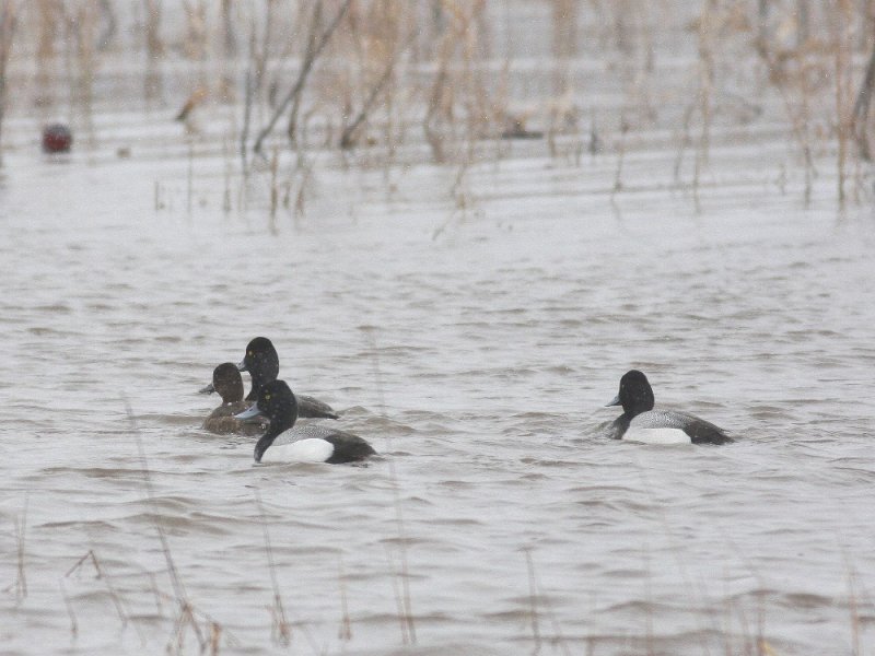 Scaups