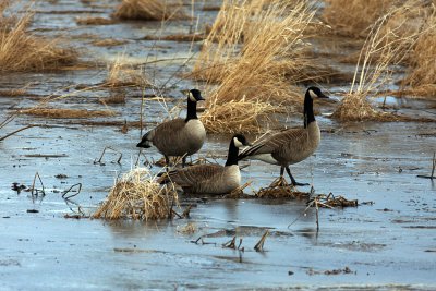 Every puddle has a goose in it.