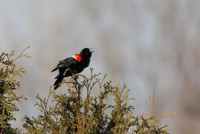 Red wing blackbird