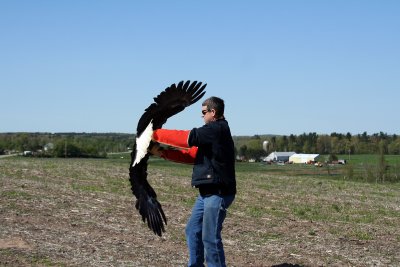 Eagle release May 2009