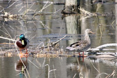 Mr and Mrs Mallard on the New London bypass