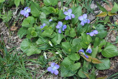 Wood violets April 2006.