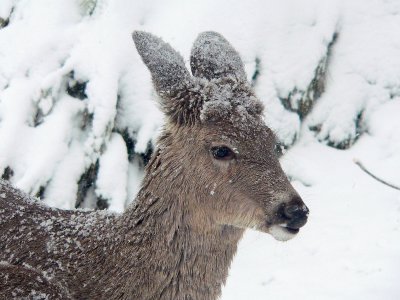 deer in snow April 11 2007.