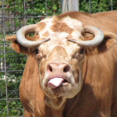 Ugliest Cow Ever
