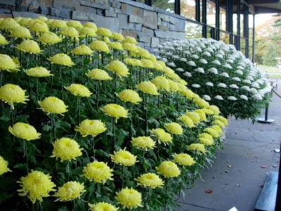 Japanese Autumn Garden - 2005