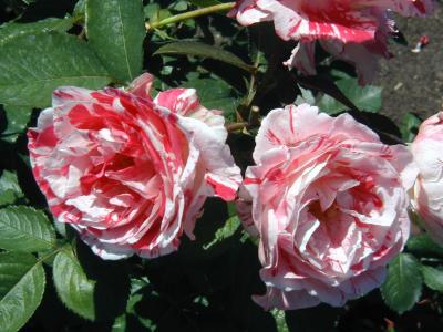 Roses