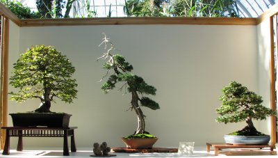 Bonsai