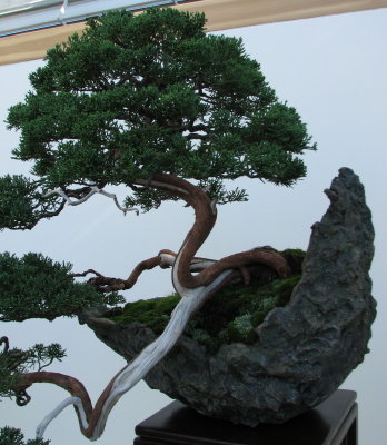 Bonsai