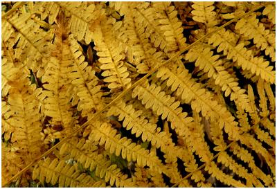 Autumn Bracken