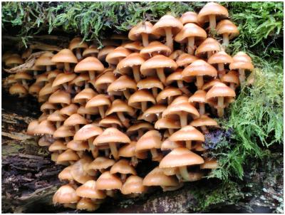 Large Group of Fungi