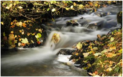 Autumn Stream, Cumbria