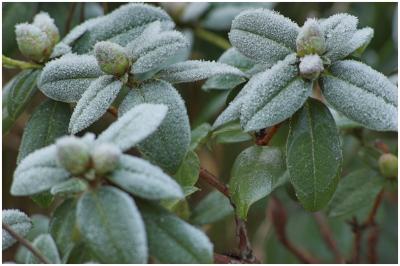 Frosted Shrub