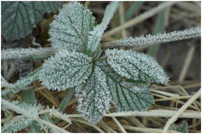 Frosted Bramble