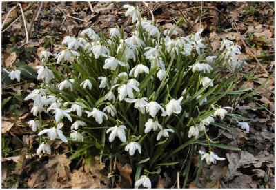 Sign of Spring