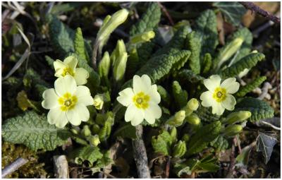 Wild Primrose