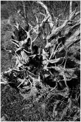 Distressed Tree