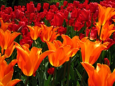 Red and OrangeTulips