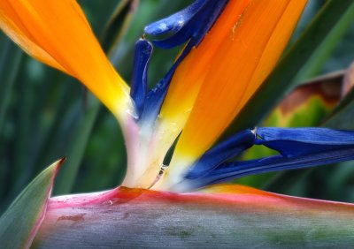Bird Of Paradise