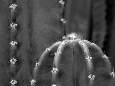 Cacti2