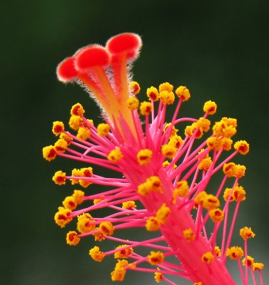 Hibiscus