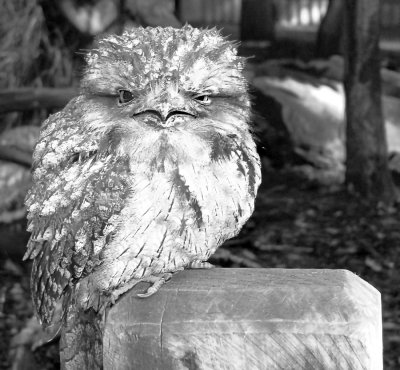 Tawny Frogmouth