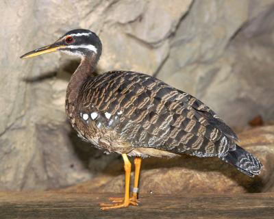 Sunbittern