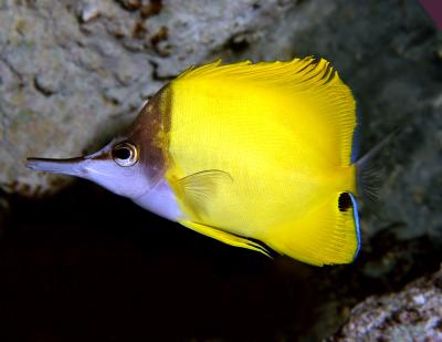 Long Nosed Butterfly Fish
