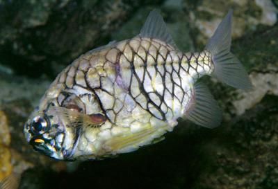 Pinecone Fish