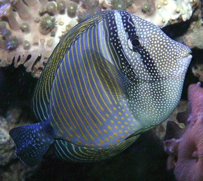NY Aquarium