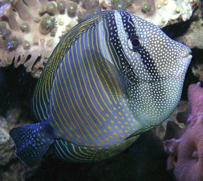 Desjardin's Sailfin Tang