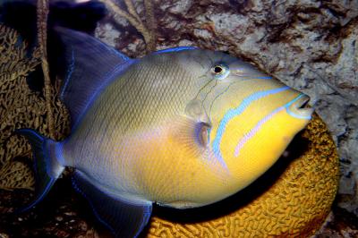 Queen Triggerfish