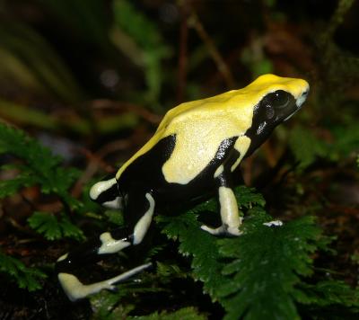 Poison Dart Frog