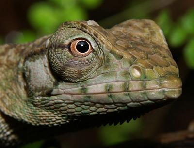 Marbled Prehensile Tailed Lizard