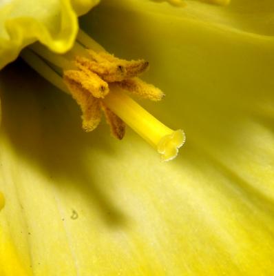 Daffodil 2