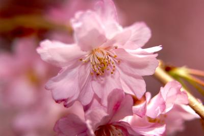 g3/90/58290/3/58715338.Flower18.jpg