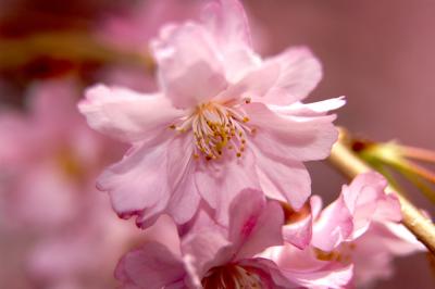 Cherry Blossoms