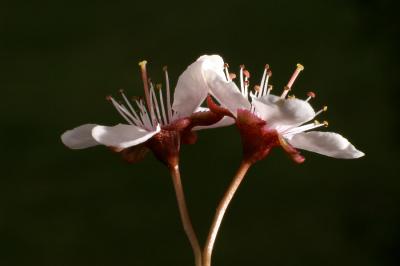 g3/90/58290/3/58736406.PlumTwin.jpg