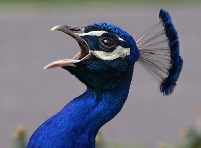 Peacock Crowing