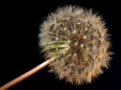 Dandelion Macro