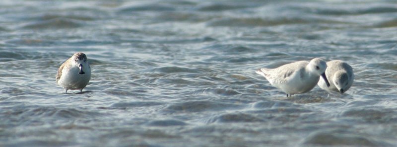 Spoon-billed Sandpiper